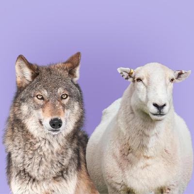Wolves in the Woods