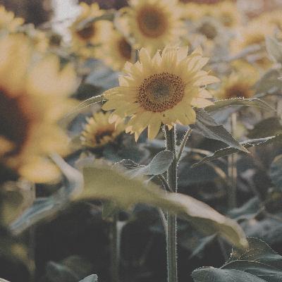 10 – Femme qui rit, après le vide (Romane)