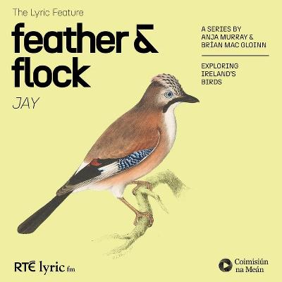 Feather and Flock - The Jay | The Lyric Feature
