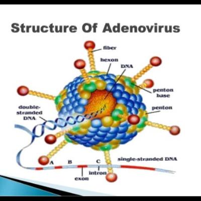 ADENOVIRUS -SRI MAHARANI X IPA 2