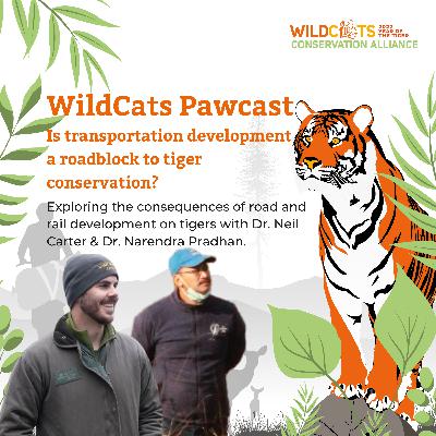 Is transportation development a roadblock to tiger conservation?