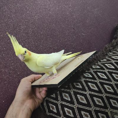 مقدمه