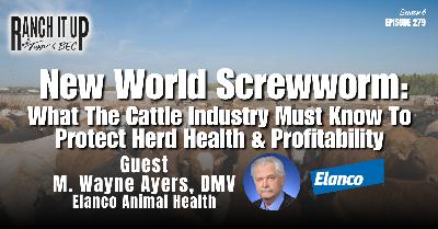New World Screwworm:  What The Cattle Industry Must Know To Protect Herd Health & Profitability