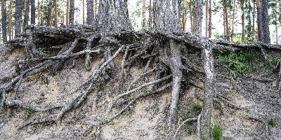 Deep Roots