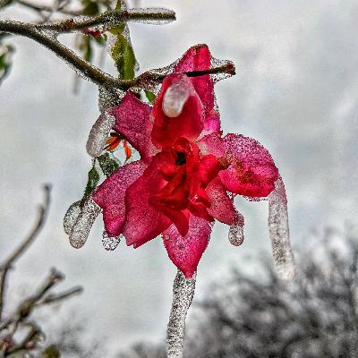 Surviving the Snowpocalypse in ATX Surviving the Snowpocalypse in ATX