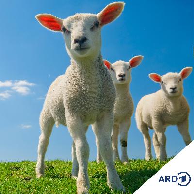 Frühlingszeit ist Lämmerzeit