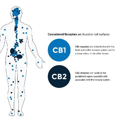 Episode 4 - The Endocannabinoid System and the Biology of Wellness: Greg Gerdeman