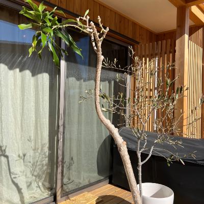 481.プロにドラセナを強剪定してもらった