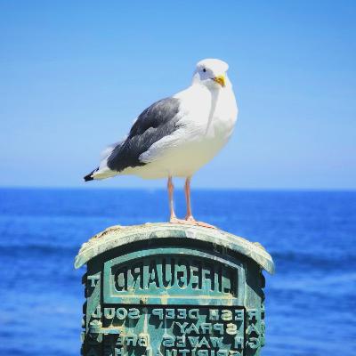 Gaviota