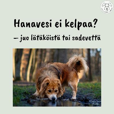 Koira ja vesi – hanavesi, sadevesi vai lätäkkö