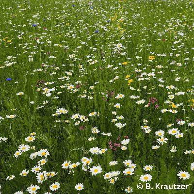 Folge xxx: Mehr Biodiversität vor unserer Haustür