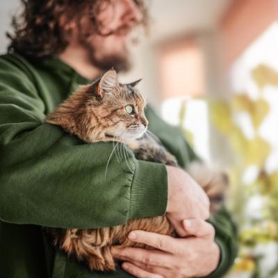 Spotlight on Feline HCM: New Breakthroughs in Management