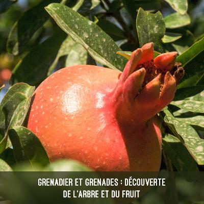 Grenadier et grenades - découverte de l'arbre et du fruit