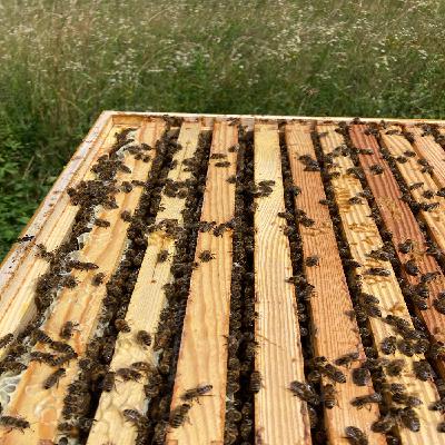 Tête a tête mit unseren Bienen
