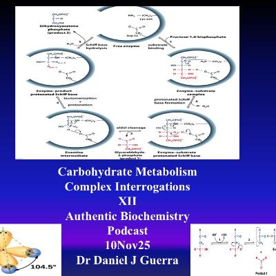 Carbohydrate Metabolism Complex Interrogations XII Authentic Biochemistry Podcast 10Nov25 Dr Daniel J Guerra
