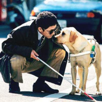 El perro guía para invidentes