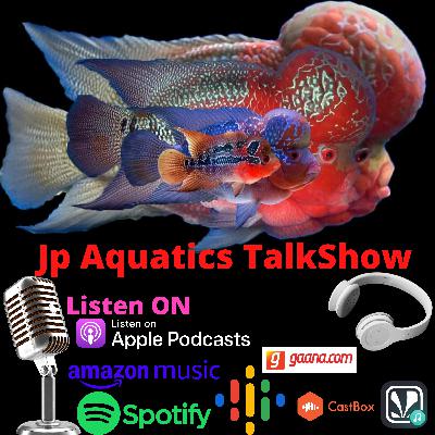 Is Power Feeding Is Boon Or Bane For FlowerHorn Is Power Feeding Is Boon Or Bane For FlowerHorn