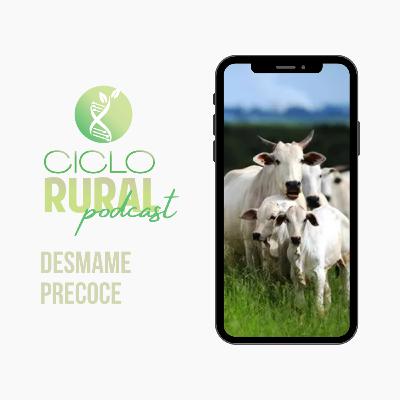 #011 - O desmame precoce em gado de corte é uma boa estratégia?