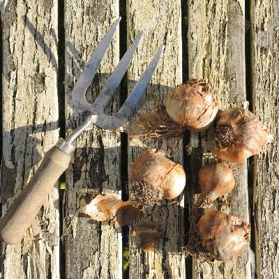 November perfect for planting bulbs November perfect for planting bulbs