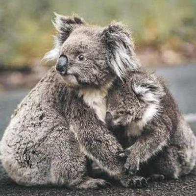 Sekilas Koala Kumal by Raditya Dika
