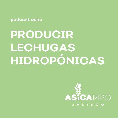 8 | Producir lechugas hidropónicas