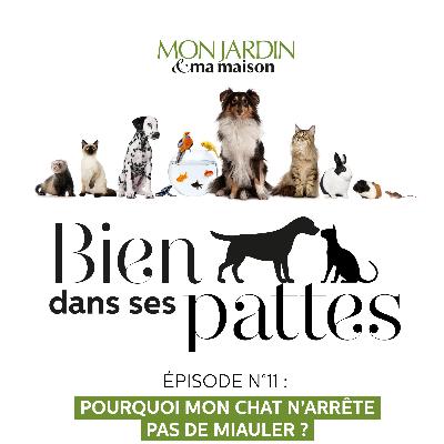 Pourquoi mon chat n'arrête pas de miauler ?