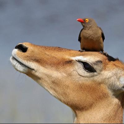 Episode 43: Unexpected Vampires