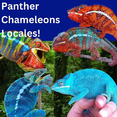 Panther Chameleon Locales - How to Choose! Panther Chameleon Locales - How to Choose!