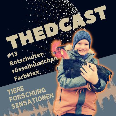 Rotschulterrüsselhündchen