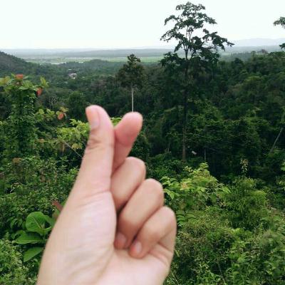 Hidup bagaikan pohon