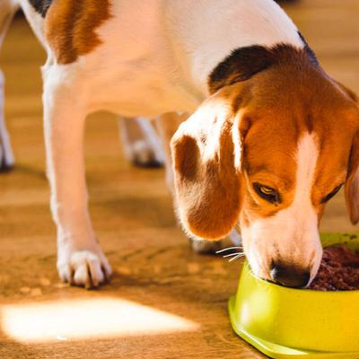 ¿Cómo elegir la mejor comida para tu mascota?