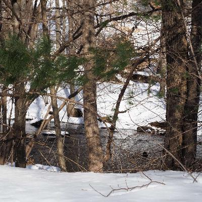 How road salt impacts the environment & wildlife How road salt impacts the environment & wildlife