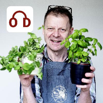 Lækkert svin fra Den Iberiske Halvø Lækkert svin fra Den Iberiske Halvø