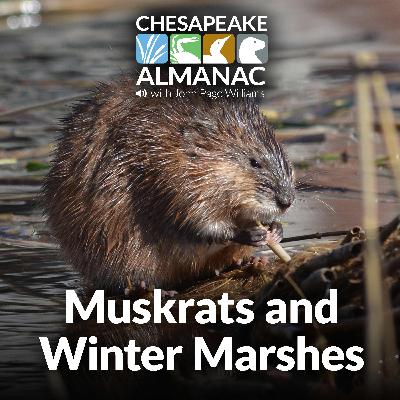 December: Muskrats and Winter Marshes