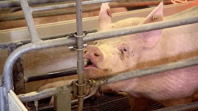 U.S. Pork Industry Gets Good News U.S. Pork Industry Gets Good News