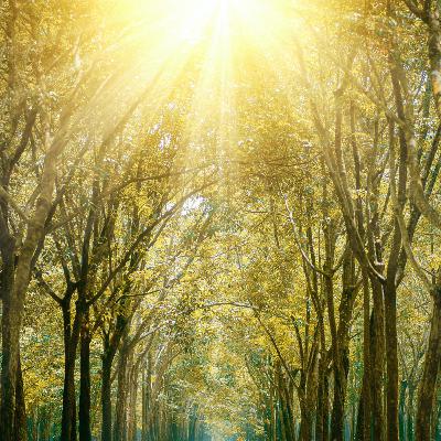 Discovering Moshiach in Every Detail of the Rebbe’s Nesius