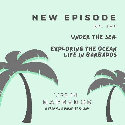 Barbados ocean life: exploring what's under the surface of the Bajan sea Barbados ocean life: exploring what's under the surface of the Bajan sea