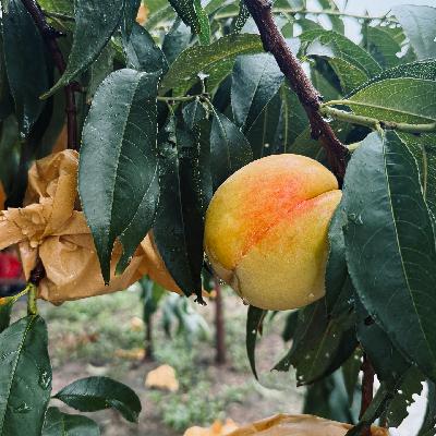 St.31 太湖风物接力：水蜜桃下市，黄桃登场