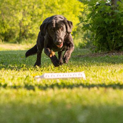 Bird Dog Time, Training Before Field and Keep The Dogs Close