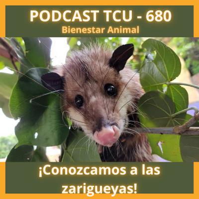 Episodio 46. Conozcamos a las zarigüeyas