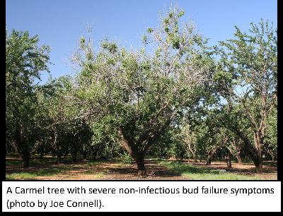 Almond Non-Infectious Bud Failure