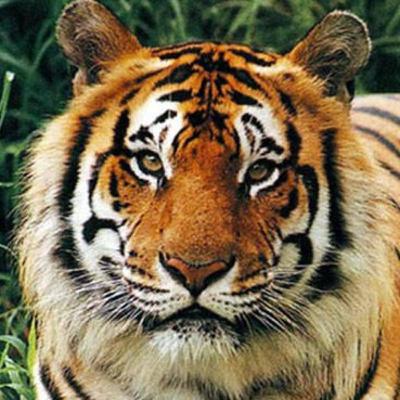 Tukang Kayu dan Harimau