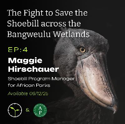 Conservation Across Africa: Shoebill Conservation in Bangweulu with Maggie Hirschauer