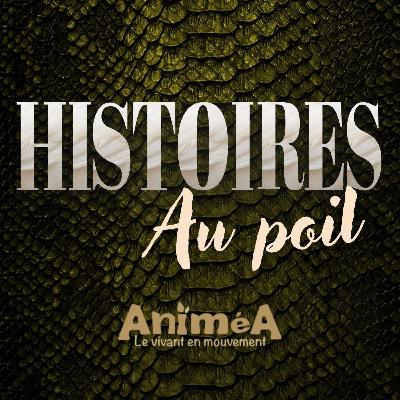 Portrait au poil: Le Faisan Doré, l'oiseau flamboyant