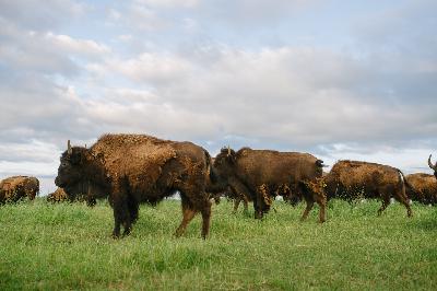 Episode 1: Sean Lenihan from The Honest Bison