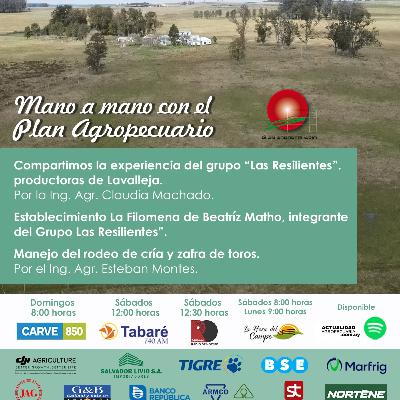 Experiencia Grupo "Las Resilientes", Grupos Plan, Lavalleja. Cría, zafra de Toros.