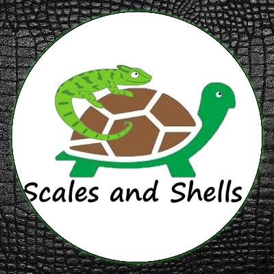 ReptiChat #Ep53 - Do Tortoises make great pets & Hibernation Help!