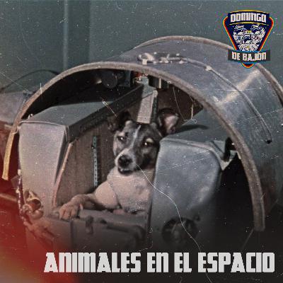 Animales en el Espacio - Episodio 28