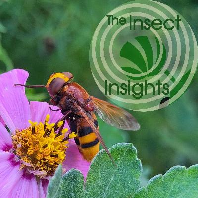 Volucella, a fly living among wasps Volucella, a fly living among wasps