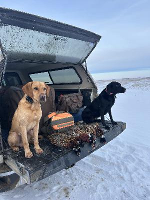 North Dakota December Pheasants